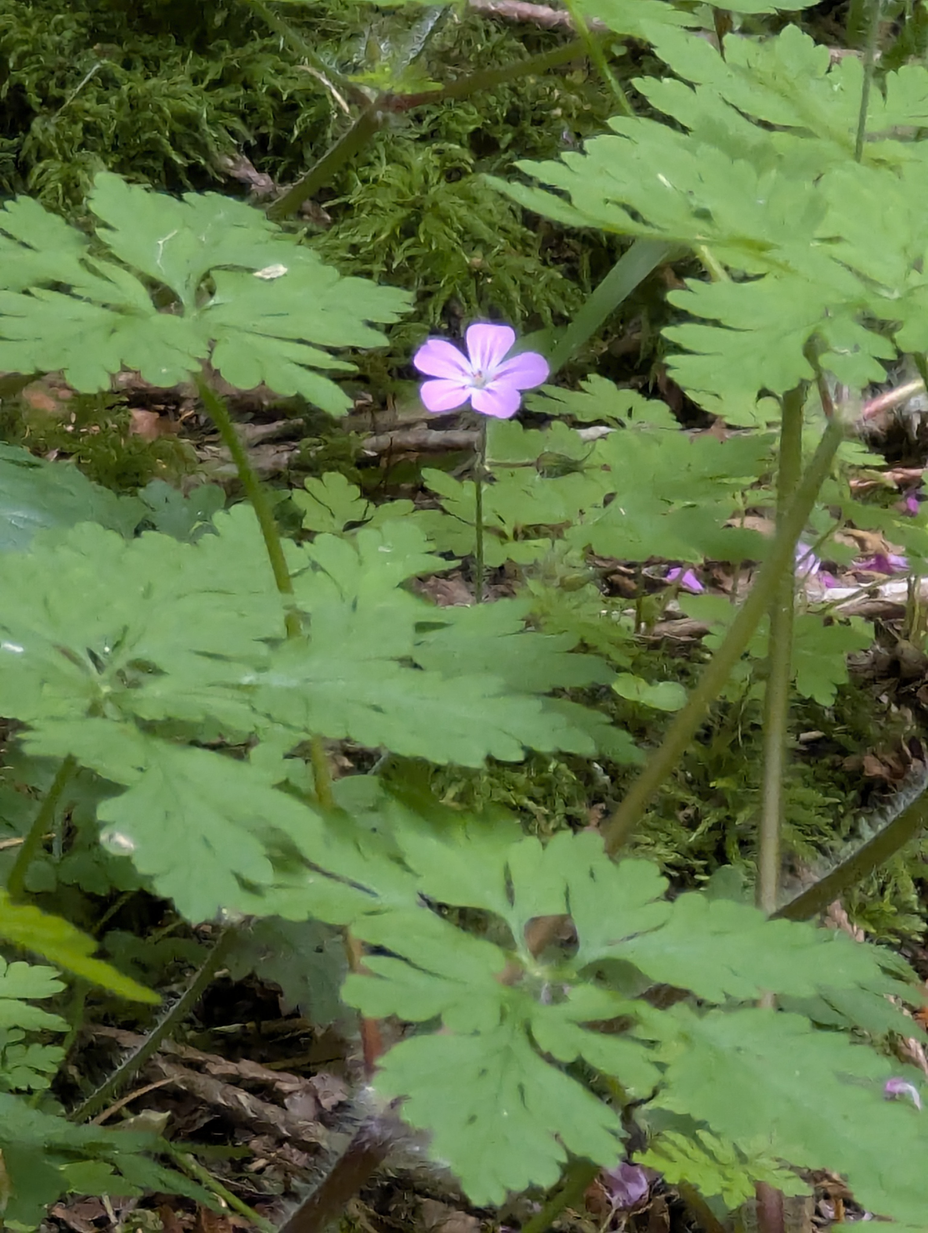 Birthday Trip to Canada, Cathedral Grove, Vancouver Island